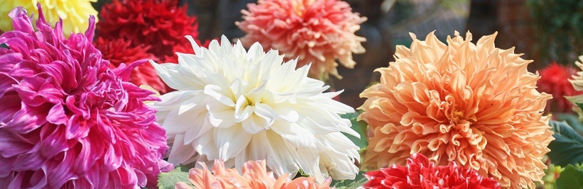 Wanneer Dahlia bollen planten?