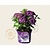 Hydrangea macrophylla 'Forever & Ever' (Paars)