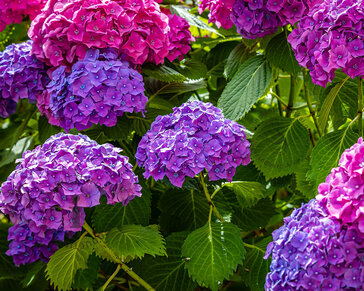 Hydrangea macrophylla 'Forever & Ever' (Paars)