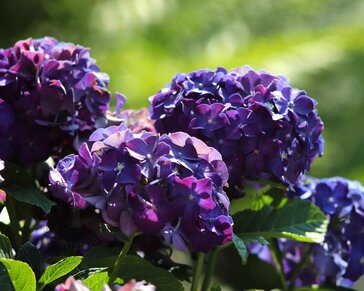 Hydrangea macrophylla 'Forever & Ever' (Paars)