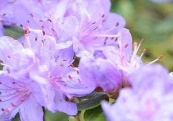 Rhododendron snoeien: Hoe en wanneer