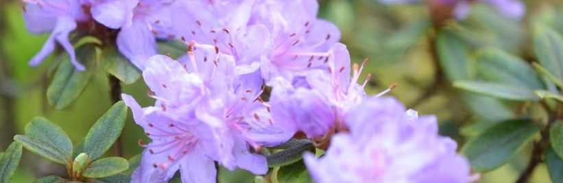 Rhododendron snoeien: Hoe en wanneer