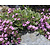 Saponaria ocymoides