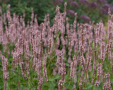 Persicaria amplexicaulis ‘Rosea’