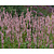 Persicaria amplexicaulis ‘Rosea’