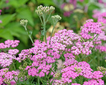 Achillea millefolium ‘Cerise Queen’ image