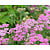Achillea millefolium ‘Cerise Queen’