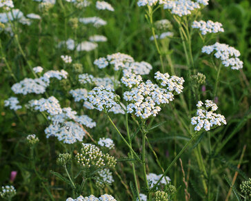Achillea millefolium ‘Schneetaler’