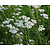 Achillea millefolium ‘Schneetaler’