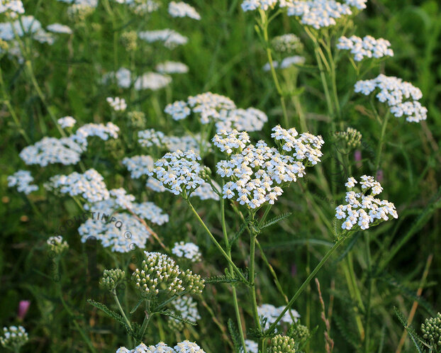 Achillea millefolium ‘Schneetaler’