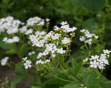 Brunnera macrophylla ‘Betty Bowring’