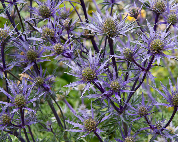 Eryngium bourgatii