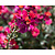 Erysimum ‘Red Jep’