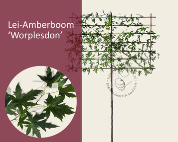 Lei amberboom image