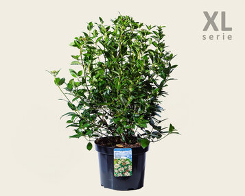 Viburnum tinus - XL image