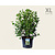 Viburnum tinus - XL