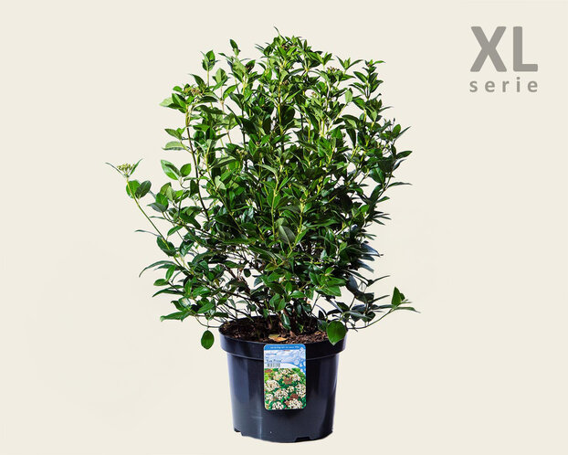 Viburnum tinus - XL