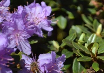 Wat is de bloeitijd van Rhododendrons?