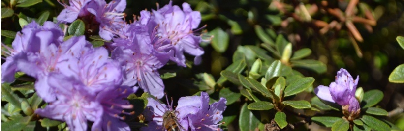 Wat is de bloeitijd van Rhododendrons?