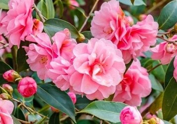 Camelia snoeien voor de meeste bloemen