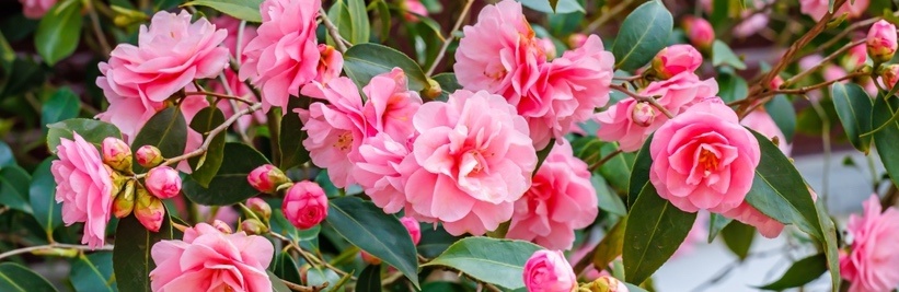 Camelia snoeien voor de meeste bloemen