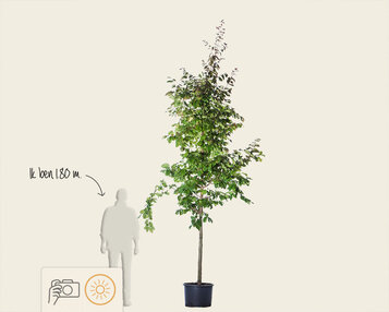 Parrotia persica - hoogstam image