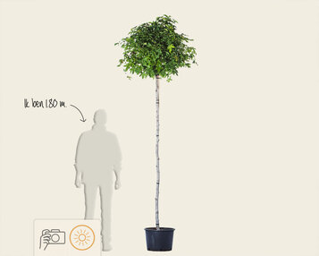 Liquidambar styraciflua 'Gum Ball' - 200 cm stam image