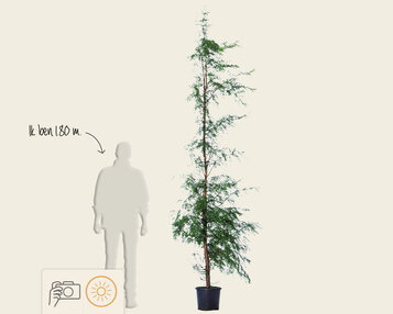 Metasequoia glyptostroboides - beveerd image