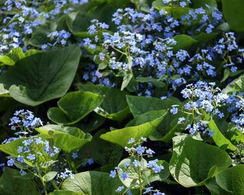 Brunnera macrophylla image