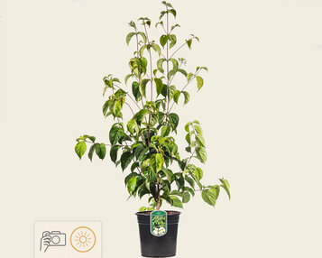 Cornus kousa chinensis image
