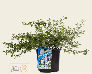 Ceanothus thyrsiflorus var. repens image