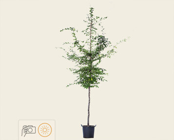 Carpinus betulus - hoogstam image
