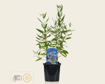 Caryopteris x clandonensis 'Heavenly Blue' image
