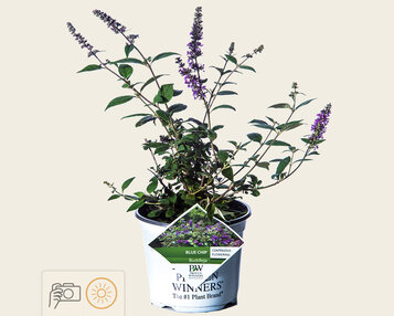 Buddleja davidii 'Blue Chip' image