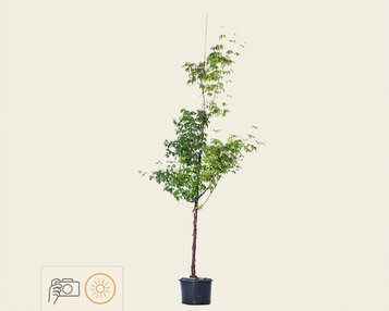 Acer griseum image