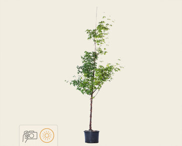 Acer griseum