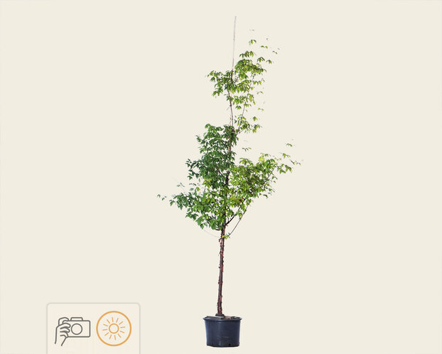 Acer griseum