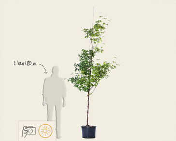 Acer griseum
