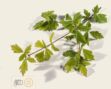 Acer griseum