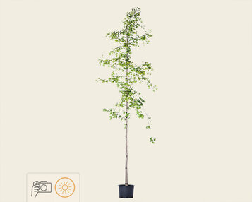 Ginkgo biloba image