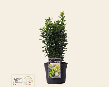 Euonymus japonicus 'Green Spire' image