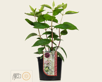 Hydrangea paniculata 'Wim's Red' image
