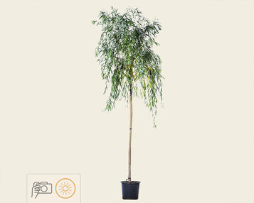 Salix x sepulcralis 'Chrysocoma' image