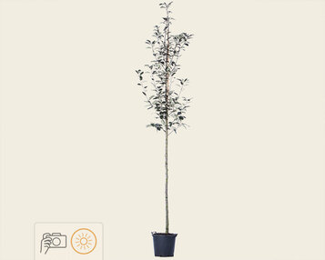 Sorbus aria 'Magnifica' image