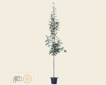 Sorbus aucuparia image