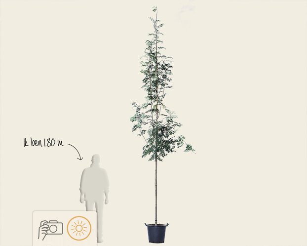 Sorbus aucuparia