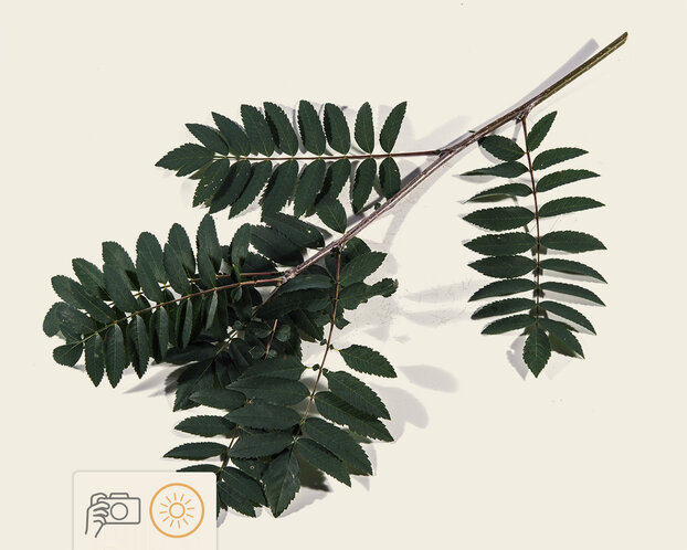 Sorbus aucuparia