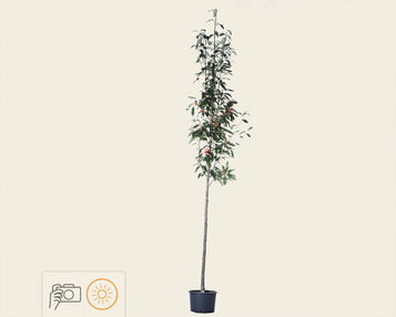 Sorbus intermedia image