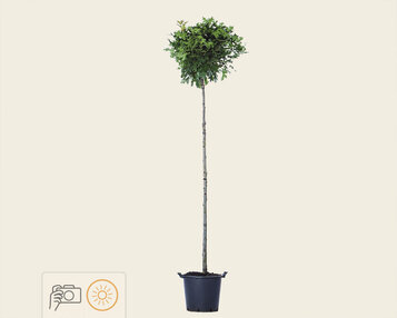 Quercus palustris 'Green Dwarf' - 200 cm stam image