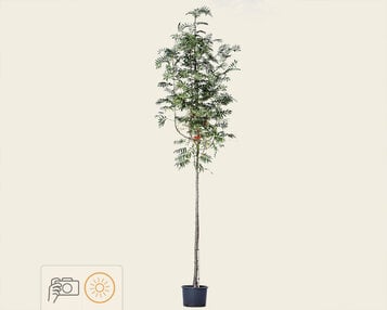 Sorbus 'Dodong' image